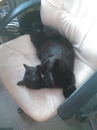 Картинки с котЭ