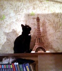 Картинки с котЭ