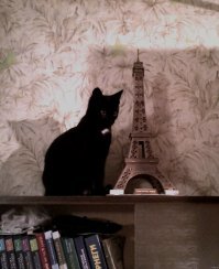 Картинки с котЭ