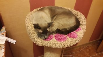 Поздравляю! С питомцами надо разговаривать! Вот мой кот, в мае будет 7 лет. Сами не заметите как начнёте говорить с животным)))