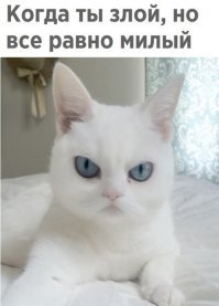 Картинки с котЭ