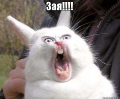 Житель Астаны нашел застрявшего в заборе и замерзшего насмерть зайца