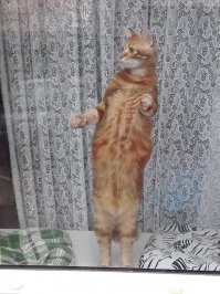 Картинки с котЭ