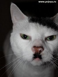 Картинки с котЭ