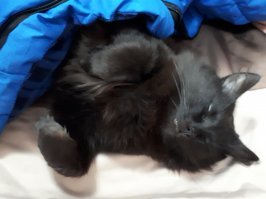 Мой под одеяло ложится