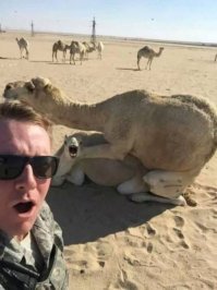 Верблюдов из-за ботокса дисквалифицировали на конкурсе красоты в Саудовской Аравии