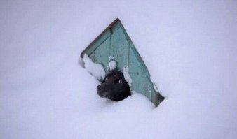 Житель Астаны нашел застрявшего в заборе и замерзшего насмерть зайца