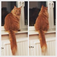 У меня и на подоконнике хорошо валяется. Даже любит, если немного приоткроешь, чтобы свежачок шел.