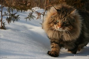 кошачий лев прям, чего это холод не переносит...