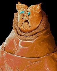 кого это он мне напоминает