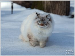 Кошечка, Невская маскарадная.красотка!!!