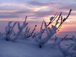 природа сделала слово х.у.й. :)