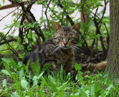 Очень колоритные уличные коты