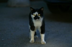 Очень колоритные уличные коты