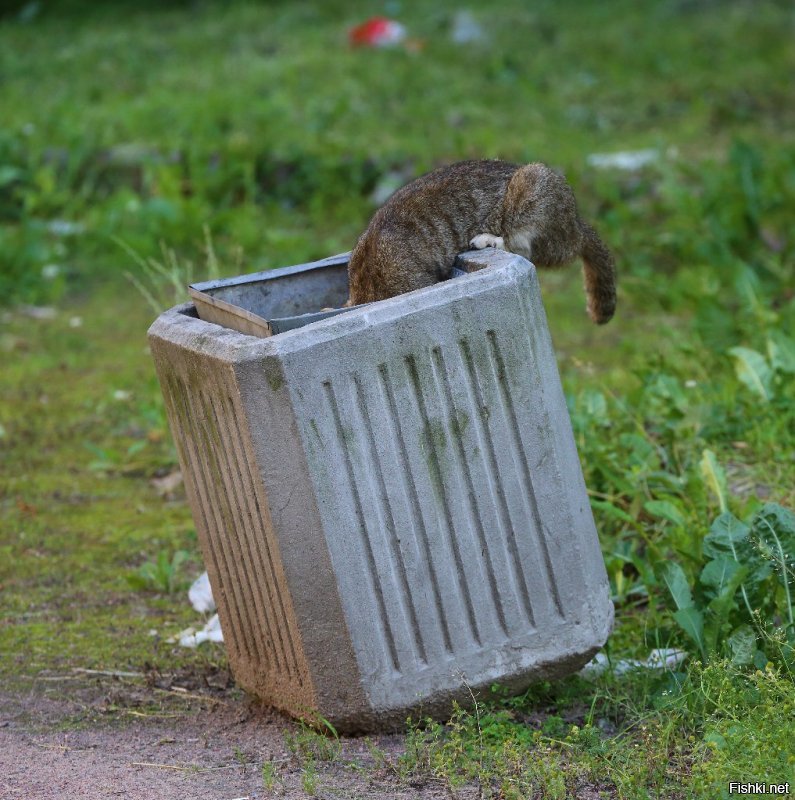 Очень колоритные уличные коты