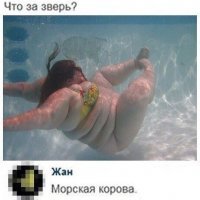 свинья же!