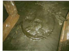 Окаменелость очень похожая на колесо,найдена на одной из Донецких шахт.