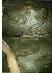 Окаменелость очень похожая на колесо,найдена на одной из Донецких шахт.