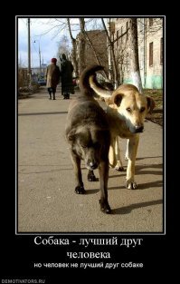 Фото пушистых лежебок и засранцев эта кошкомания никак не пройдет, а вот настоящего друга человека так мало...