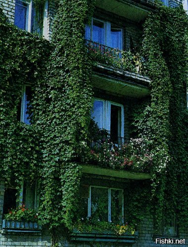 Плющ на балконе. Хмель Вьюн на балконе. Балкон с девичьим виноградом. Девичий виноград на окне.