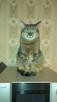Раб, где мой ужин?