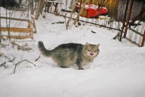 Вылитый манул