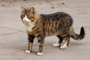 Очень колоритные уличные коты