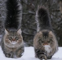 Подборка интересных и смешных фото 