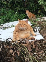 Очень колоритные уличные коты