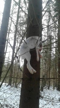 Такой зайчик мне симпатичнее. Фото из инета.