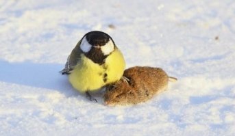 А представьте, какую бойню мог устроить голубь?