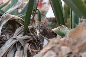 Очень колоритные уличные коты