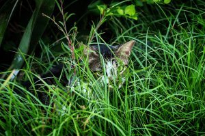 Очень колоритные уличные коты