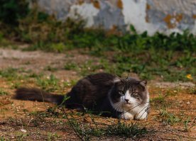 Очень колоритные уличные коты