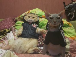 моя банда