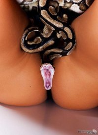 Любитель змей был задушен своим двухметровым питоном