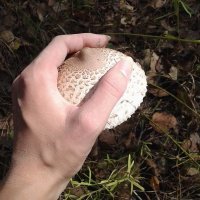 Гриб - зонтик, вкусный.