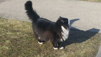 Рижский дворянин )))