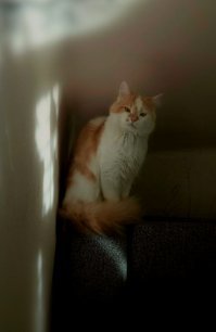 Трогательная история кошки, которая каждое утро приносит хозяину лист по необычной причине