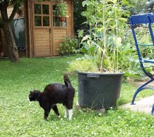 а если мой кот ворота гаража  пометит в следующий раз мне тоже пост про это делать?