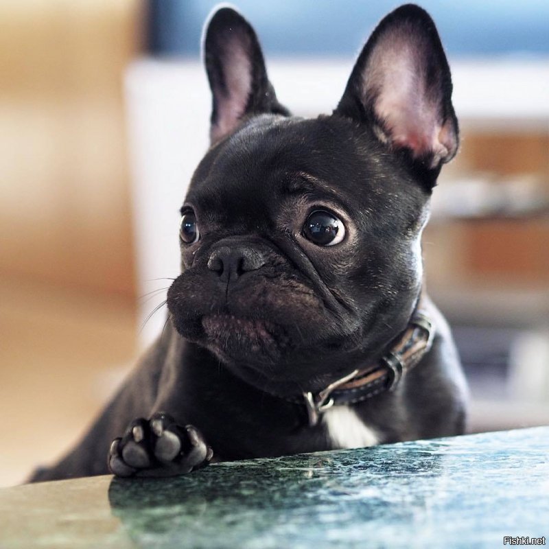 Вот вам еще немножечко милоты))))))