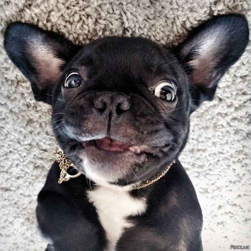 Вот вам еще немножечко милоты))))))