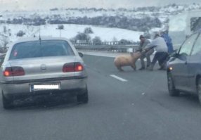 Тем временем в Болгарии.