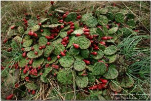 Одичавшие кактусы в горах близ Кабардинки