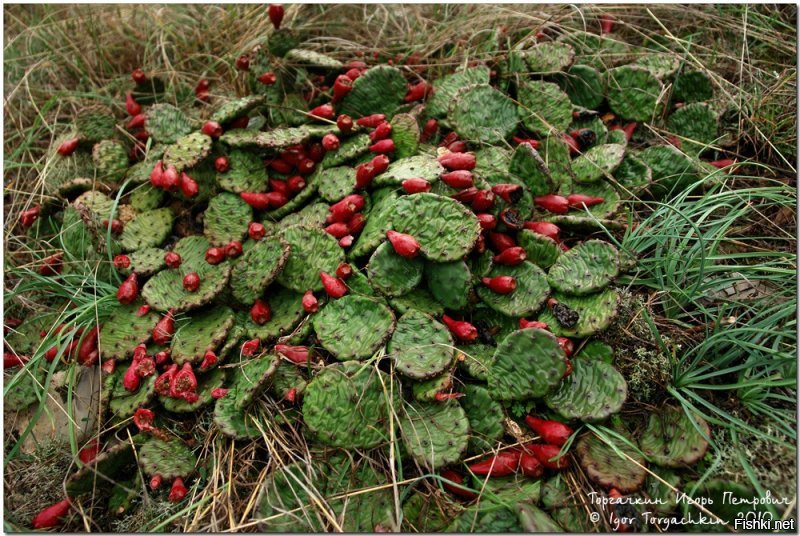 Одичавшие кактусы в горах близ Кабардинки