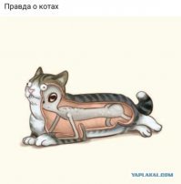 Очень колоритные уличные коты