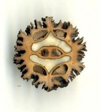 Маньчжурский орех в разрезе.