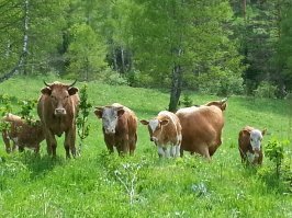 Тайга одному. Оригинальная статья