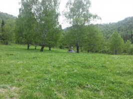 Тайга одному. Оригинальная статья