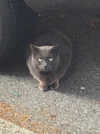 Вот мои "пять копеек". Не смог пройти и сфотографировать.